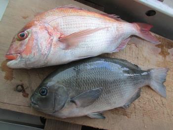 鯛・クロ 鯛・クロ