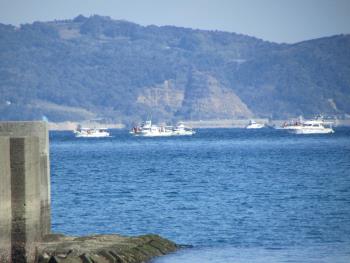 イルカウォッチング イルカウォッチング