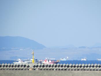 イルカウォッチング イルカウォッチング