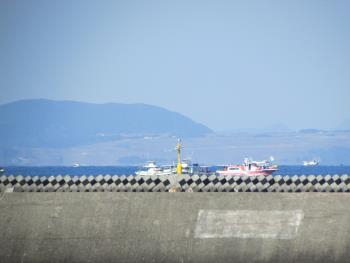 イルカウォッチング イルカウォッチング