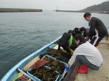 ワカメかけ ワカメかけ