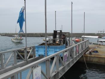 ワカメかけ ワカメかけ