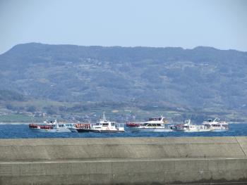 イルカウォッチング イルカウォッチング