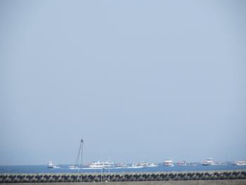 イルカウォッチング イルカウォッチング