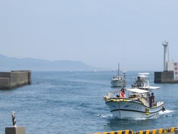 イルカウォッチング イルカウォッチング