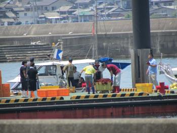 イルカウォッチング イルカウォッチング