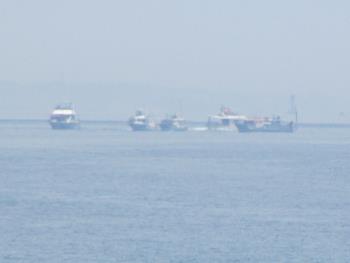 イルカウォッチング イルカウォッチング