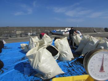 ヒジキかけ ヒジキかけ