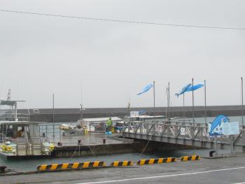 イルカウォッチング イルカウォッチング