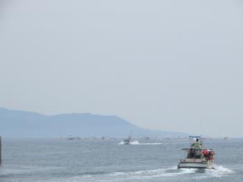 イルカウォッチング イルカウォッチング