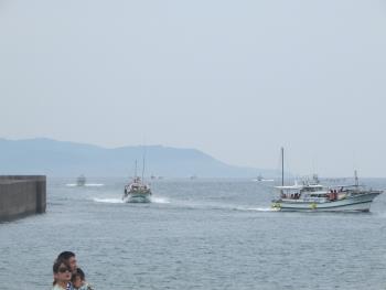 イルカウォッチング イルカウォッチング