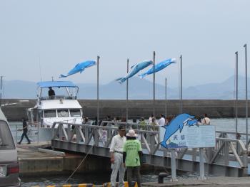 イルカウォッチング イルカウォッチング