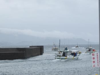 イルカウォッチング イルカウォッチング