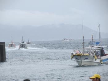 イルカウォッチング イルカウォッチング