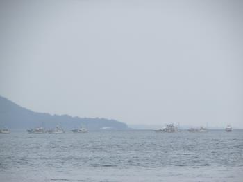 イルカウォッチング イルカウォッチング