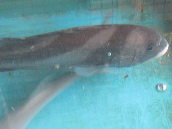 コーコ鯛 コーコ鯛