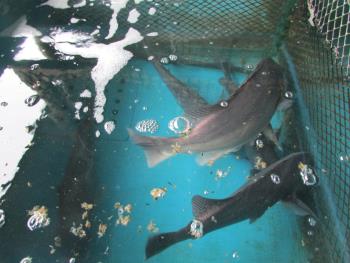 コーコ鯛 コーコ鯛