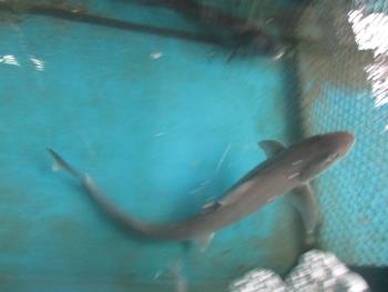 ノーソー ノーソー