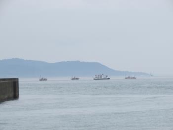 イルカウォッチング イルカウォッチング