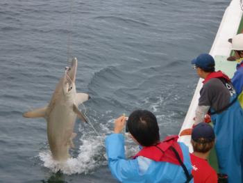 フカ狩り2 フカ狩り2