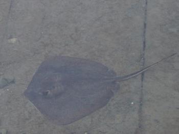 エイガッチョ エイガッチョ