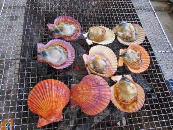 ヒオウギ貝 ヒオウギ貝