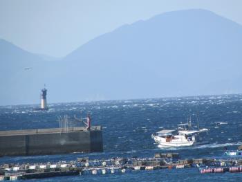 イルカウォッチング イルカウォッチング