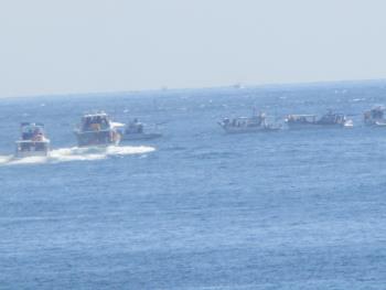 イルカウォッチング イルカウォッチング