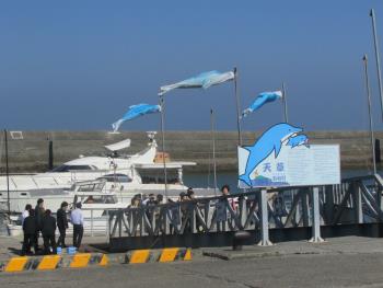 イルカウォッチング イルカウォッチング