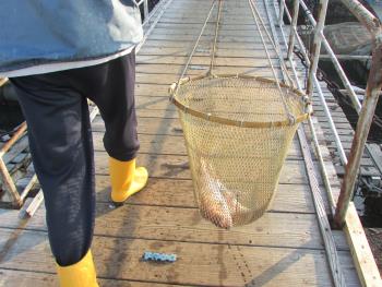 水揚げ風景 水揚げ風景