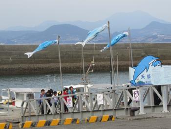 イルカウォッチング イルカウォッチング