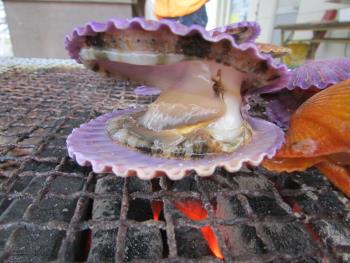 ヒオウギ貝 ヒオウギ貝