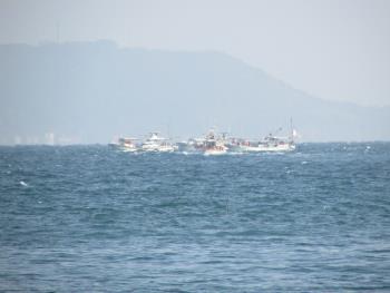 イルカウォッチング イルカウォッチング