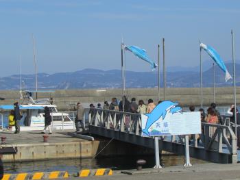 イルカウォッチング イルカウォッチング