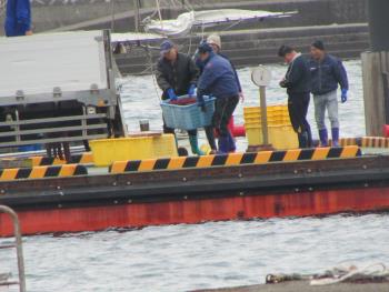 トサカ漁 トサカ漁