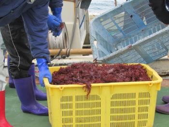 トサカ漁 トサカ漁