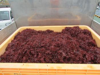 トサカ漁 トサカ漁