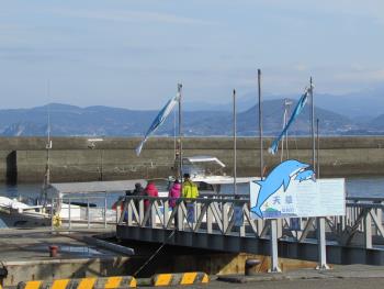 イルカウォッチング イルカウォッチング