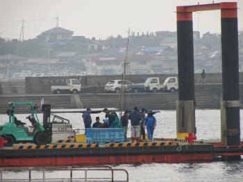 トサカ漁 トサカ漁