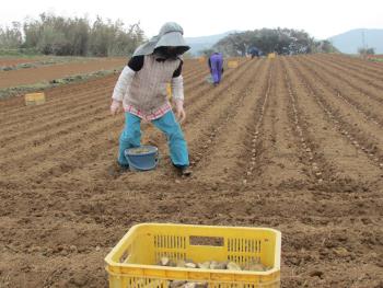 ジャガイモ植え ジャガイモ植え