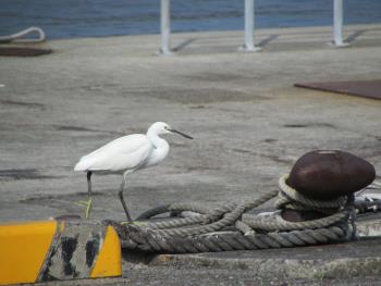 白鷺 白鷺