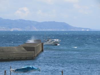 イルカウォッチング イルカウォッチング