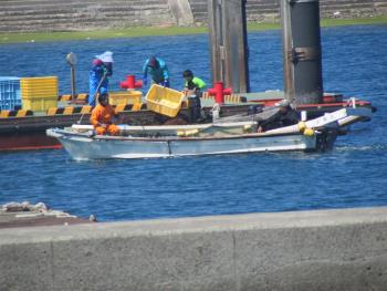 ワカメ出荷 ワカメ出荷