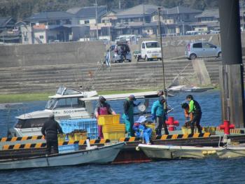 ワカメ出荷 ワカメ出荷