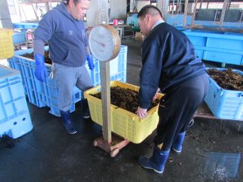 メカブ水揚げ メカブ水揚げ