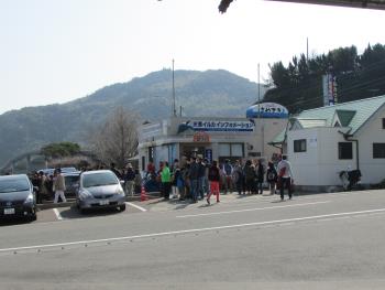 イルカウォッチング イルカウォッチング