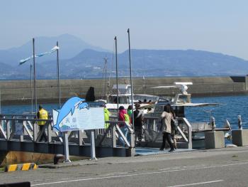 イルカウォッチング イルカウォッチング