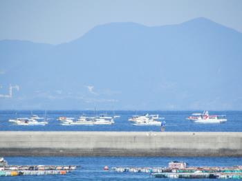 イルカウォッチング イルカウォッチング