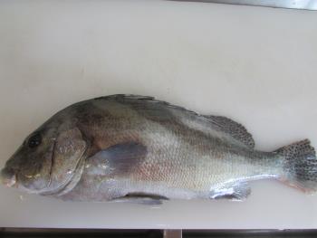 コーコ鯛 コーコ鯛