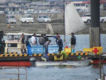 ワカメ漁 ワカメ漁